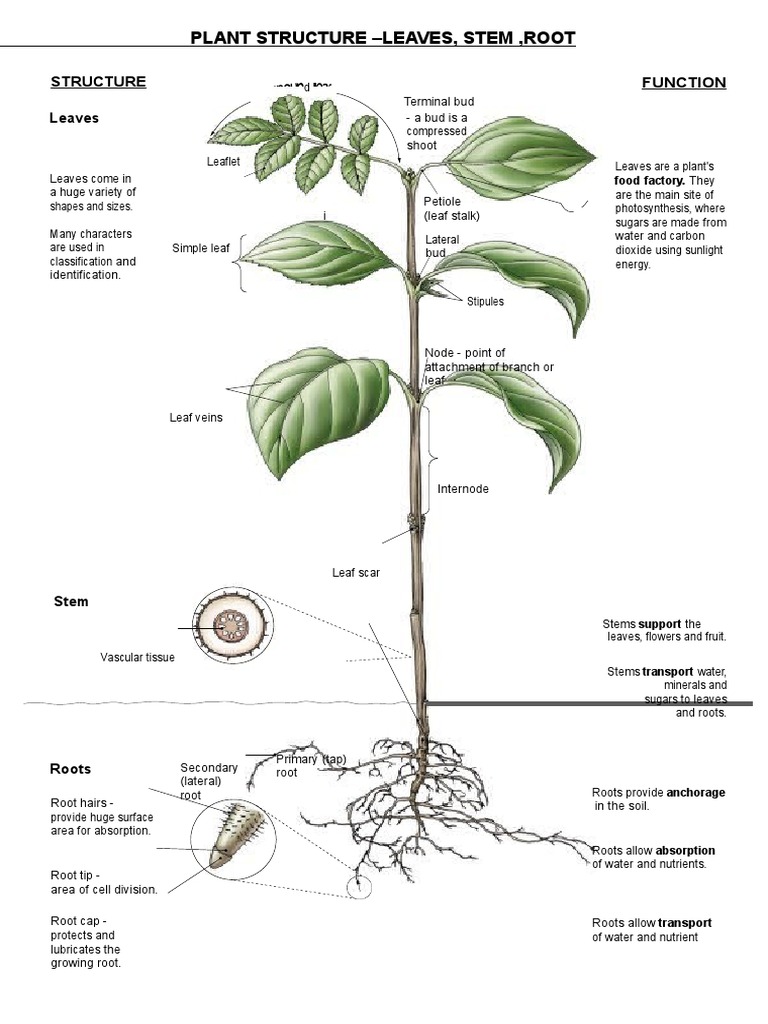 Plant Structure: Leaves, Stems, Roots | PDF | Leaf | Root