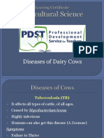 Diseases of Dairy Cows: Tuberculosis, Mastitis, Scour and More