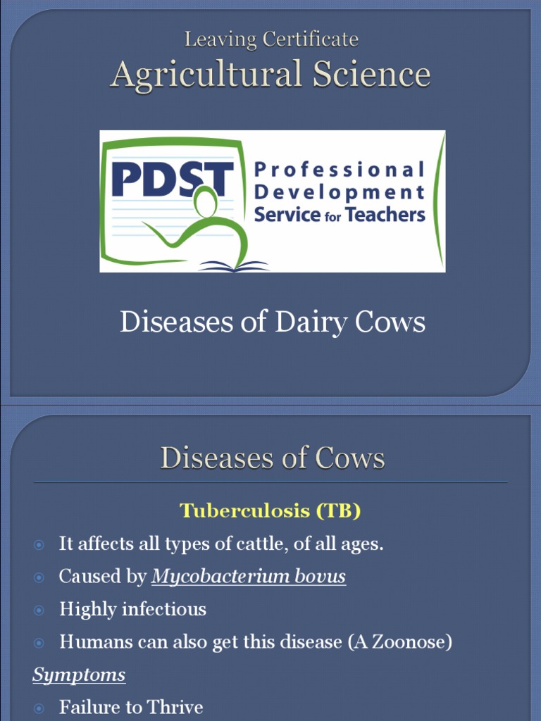 Diseases of Dairy Cows PDF Medical Specialties Diseases And Disorders