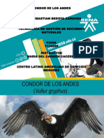 Condor de Los Andes