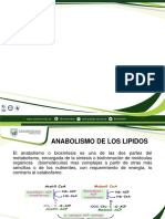 Anabolismo de los lípidos: síntesis de ácidos grasos y triacilgliceridos