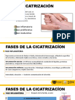 Fases de La Cicatriacion 1