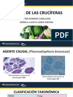 Hernia de Las Cruciferas 