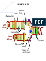 Duplicacion Del Adn