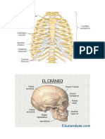 La Columna Vertebral