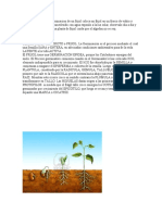 Para Ver Las Etapas de Germinacion de Un Frijol Coloca Un Frijol en Un Frasco de Vidrio y Ensima Pon Un Algodón Humedesido Con Agua Exponlo A La Luz Solar