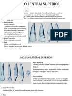 Caracteristicas Dientes Permanentes 