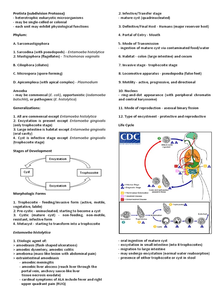 Life Cycle and Diagnosis of Entamoeba | PDF | Biology | Organisms