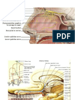 Olfactory System