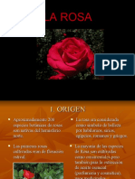 La - Rosa - Flor Cortada PDF