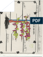 Partes de Una Cepa