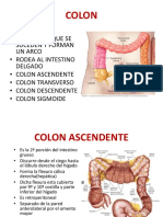 Colon