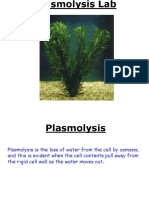 Plasmolysis Lab