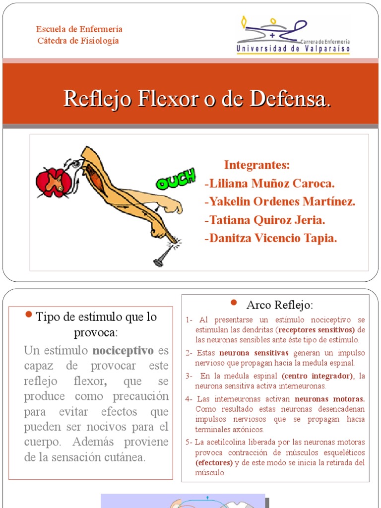 Reflejo Flexor: Mecanismo y Función | PDF | Neurona | Médula espinal