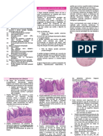 Anatomia da língua e papilas gustativas