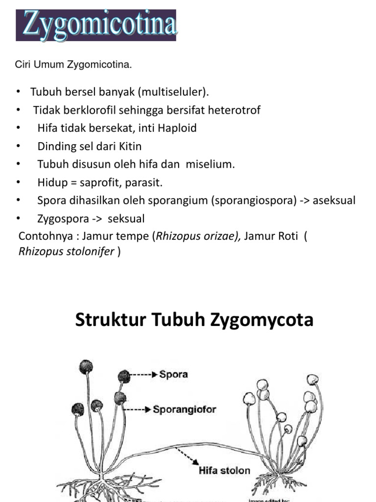 Zygomycota
