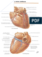 Arterias Coronarias