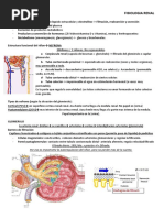 Fisiologia Renal