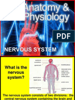 179-Anatomy-Nervous-System.ppt