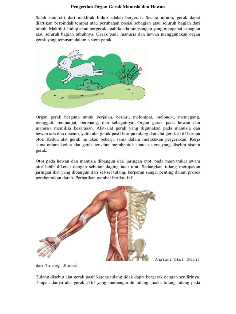 Organ Gerak Manusia