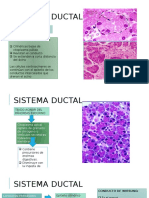 2 Histologia