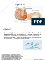 Espermatogénesis