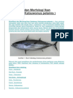 Klasifikasi Dan Morfologi Ikan Cakalang