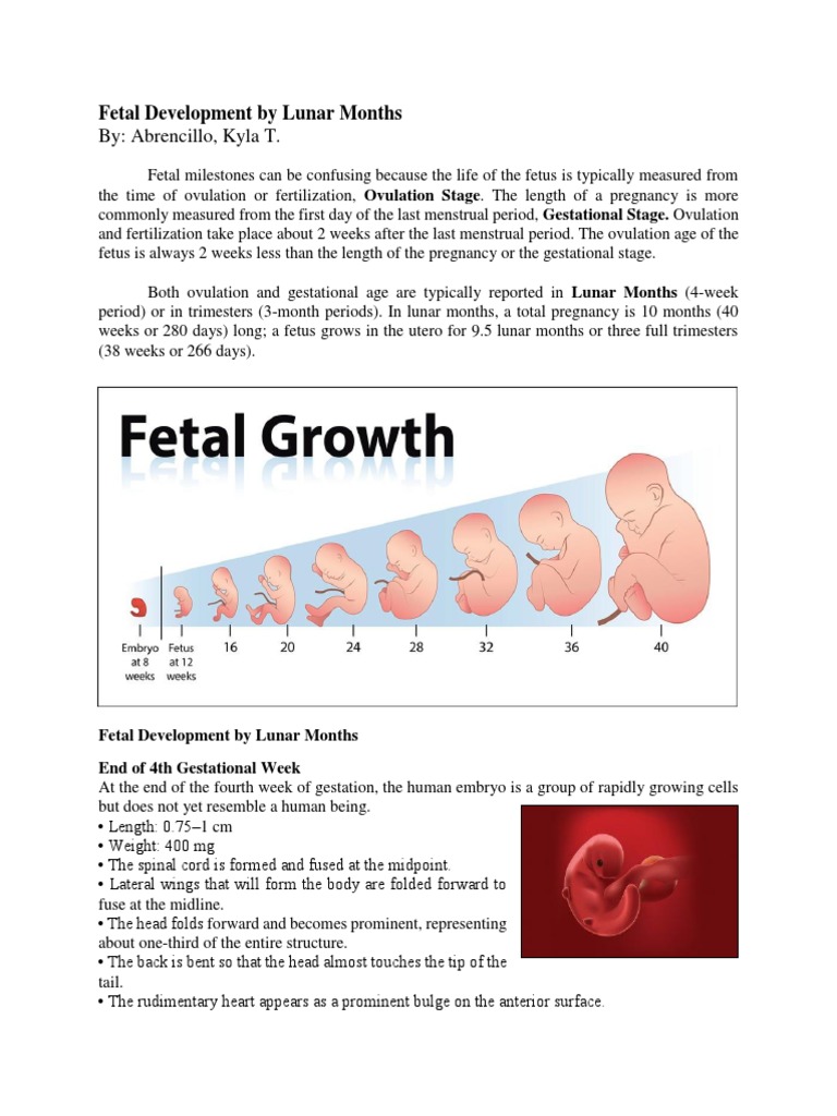 Fetal Development Week By Week Chart