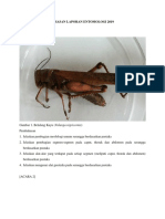 Gambar Dan Pembahasan Laporan Entomologi 2019