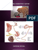 Sistema Digestivo Gatos