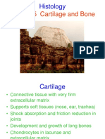 Histology Lecture 5 Cartilage and Bone