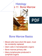 Lecture 11 Bone Marrow