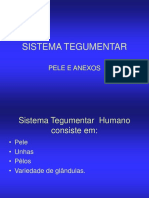 Sistema Tegumentar Completa