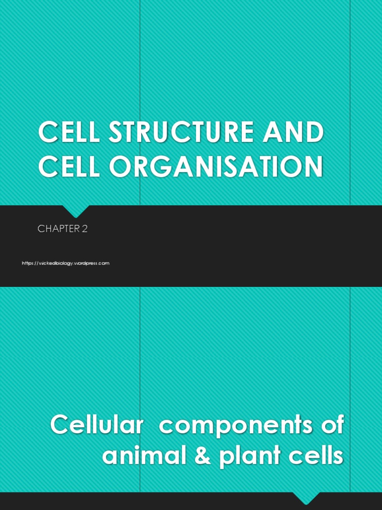 2 1 Cell Structure and Function PDF | PDF | Cytoplasm | Cell (Biology)