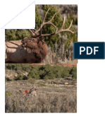 5053-CO-G-M-3000-004-ElkMDeerAntelope-N3ERMIL-O3MH-M1OT-Great-Private Land Elk PDF