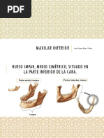 Anatomía del Maxilar Inferior | PDF | Anatomía | Sistema esquelético