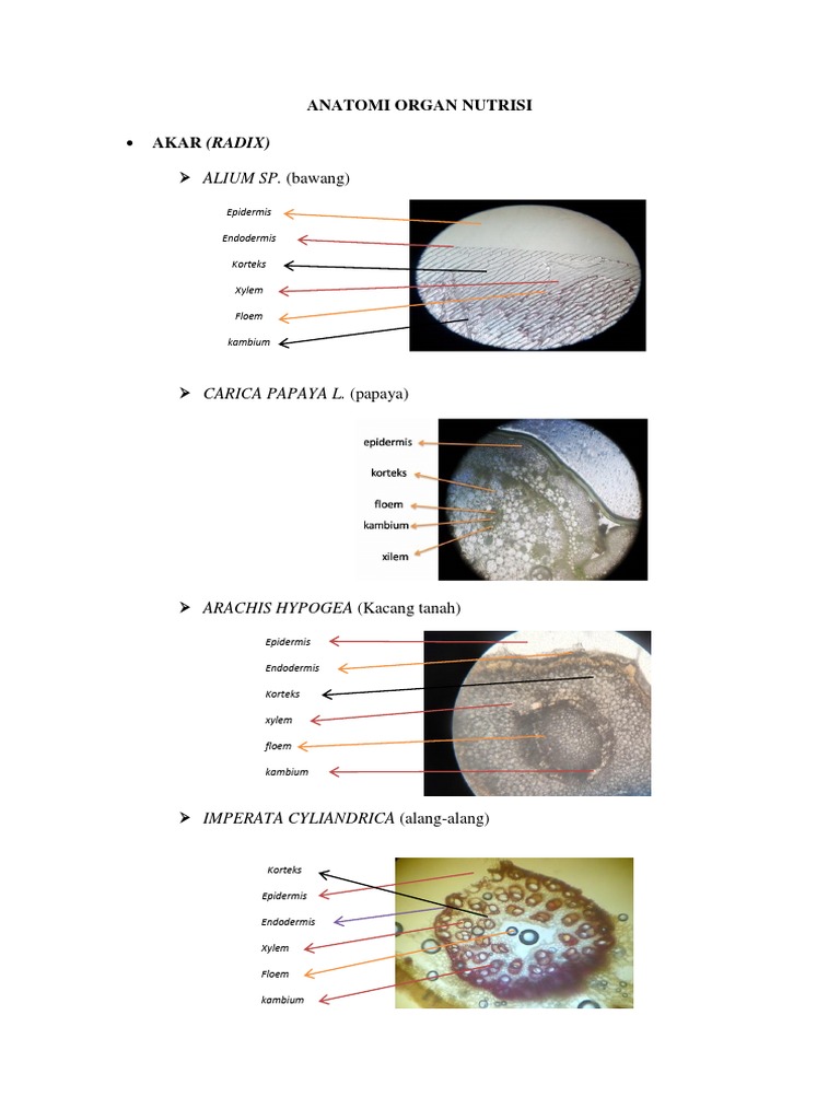 Anatomi Oragan Nutrisi | PDF