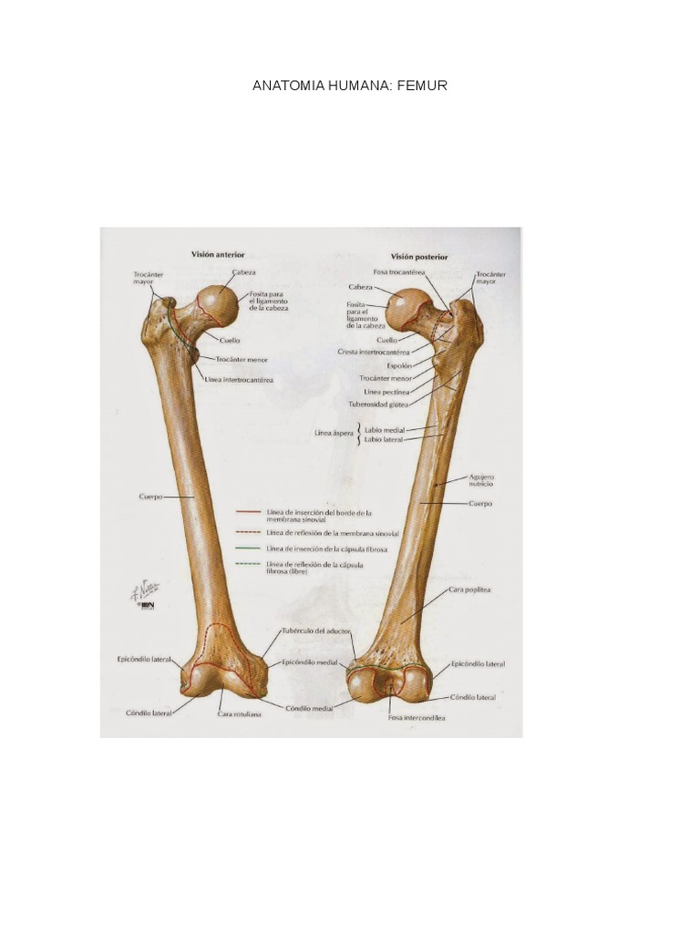 Anatomia Humana: Femur | PDF | Sistema musculoesquelético | Articulaciones