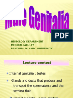 Histologi Male Genital