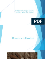 Cassava crop origin and economic impact