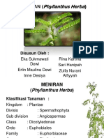 MENIRAN (Phyllanthus Urinaria Linn)