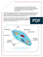 Qué Son Los Protozoos