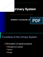 11 Urinary System