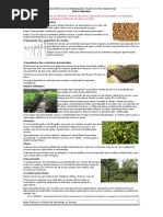 Boas Práticas Na Preparação, Plantio e Pós Plantio de Neem Indiano v.2.1