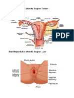 Alat Reproduksi