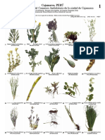 928 Peru Plantas Medicinales de Cajamarca PDF