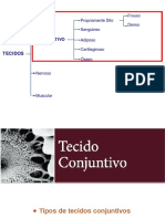 Histologia: Introdução Ao Tecido Conjuntivo