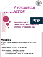 Energy For Muscle Contraction