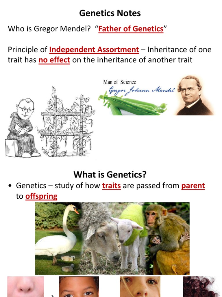 Mendelian Genetics Overview | PDF | Dominance (Genetics) | Genotype