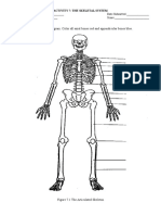 Activity 7. The Skeletal System